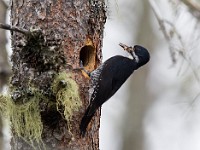 A2Z8238c  Black-backed Woodpecker (Picoides arcticus) - female by nest